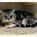 고양이 별 이미지