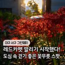 (주)그린웨이 | 대구 꽃무릇 명소 서구 그린웨이 실시간 개화 상황, 9월 말 만개 예상
