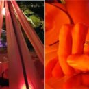 최현주 카카오 검색결과