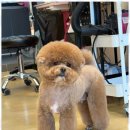 우리 펫 살롱 이미지