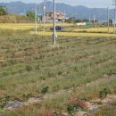 금동농장 이미지