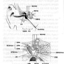 귀는 듣는 일말고도 몸의 평형을 유지한다 이미지