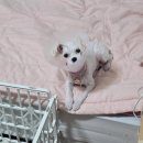 이솝동물병원 이미지