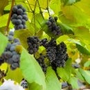 운성농장 이미지