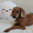 멍구멍구 이미지