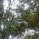 🏕️대부도 숲속힐링여행 씨엘관광농원글램핑🏕️
