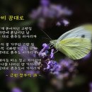 가시꽃 이미지