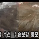 장미 수선 이미지