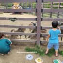 펫힐링센터 이미지