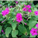 시골산장 이미지