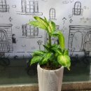 깍쟁이헤어샵 이미지