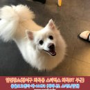 제퍼니즈