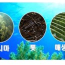 한국해조협동조합