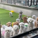 해뜨는댕 이미지