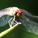 고추잠자리 이미지