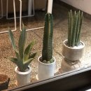 The장안부동산공인중개사사무소 이미지