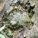 ﻿﻿Sauropod dinosaur footprint fossils found in Kelantan 이미지