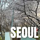 제2교~제3교 | 서울 벚꽃 명소 양재천 영동3교, 만개한 벚꽃의 기록