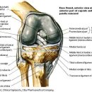 전방 십자인대(Anterior Cruciate Ligament)해부학 이미지