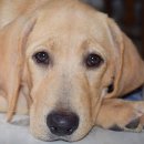 운정호수동물메디칼센터 이미지