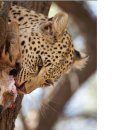 어두육미 이미지