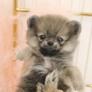 안녕 댕댕아 이미지