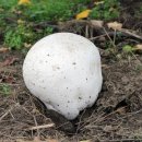 산내면 입석마을 이미지