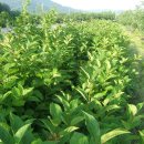 여주-0225 이미지