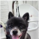 오늘도 예쁘개 이미지