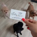 세이브독 이미지