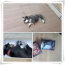 홍현관동물병원 이미지