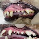 김s 동물병원 | [일산] 김S 동물병원 강아지 스케일링 / 무마취 스케일링 / 내돈내산