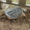 거북공원-1 이미지