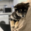 한강켄넬2 이미지