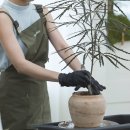 그린인테리어 홈가드닝 | 남양주 가드닝원데이클래스 초보 가드너를 위한 홈가드닝