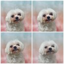 신일산동물병원 이미지