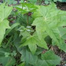 대로농장 이미지