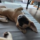 하리네집 이미지