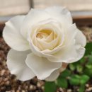 장미하우스 이미지