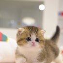 부산고양이분양 모나미네코 동래점 | 고양이 분양 전 꼭 알아야 할 모나미네코 해운대점의 체계적인 관리 시스템