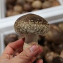 지민이네 농장 이미지