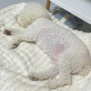 부영병원 | 강아지 후지마비 고관절이형성증 슬개골탈구 남양주 다산동 부영동물병원 강아지한의원 내돈내산 후기