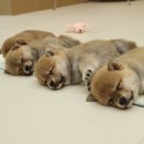 포시바(For Shiba) 이미지