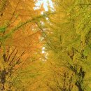 은행나무길 이미지