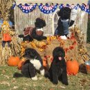 퍼스트펫 이미지