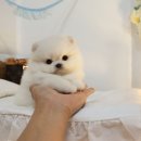 개냥이네노원