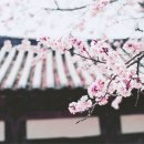 그래진 Daum카페