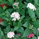 가람농원 이미지