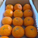 맛미유기비료 | 🍊 제주 카라향, 이렇게 맛있는 거 몰랐거든요 — 귤밭디농장 직배송 후기