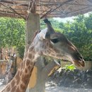 하나로카랜드 이미지